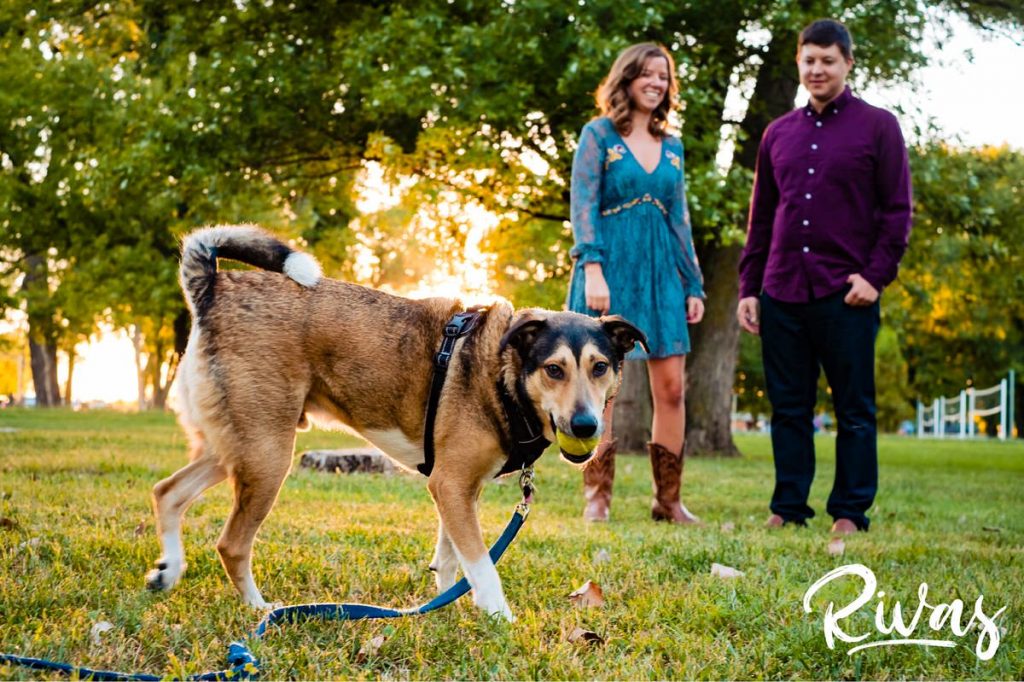 West Bottoms Engagement Pictures | A picture of an engaged couple holding hands in the background as their dog plays with his tennis ball in the foreground. 