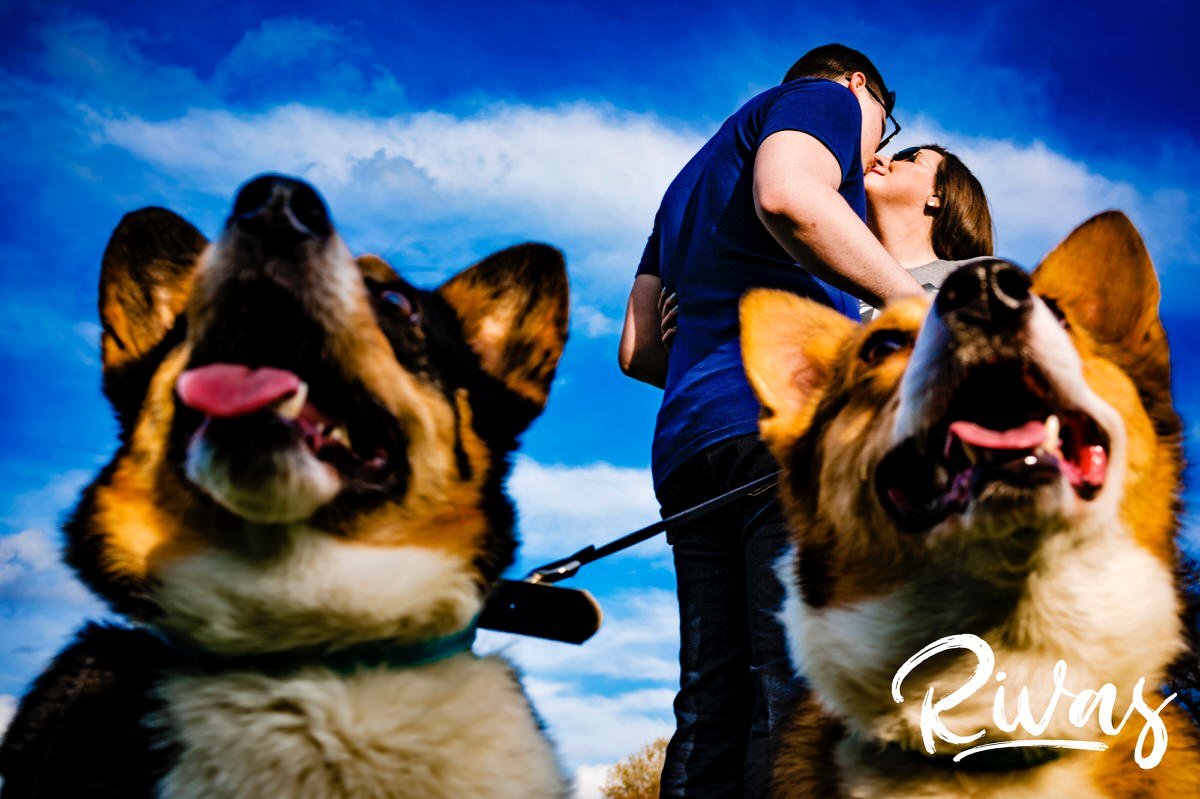 A candid, colorful picture of an engaged couple sharing a kiss, as their corgis in the foreground smile and look at the camera during an engagement session at Loose Park. 