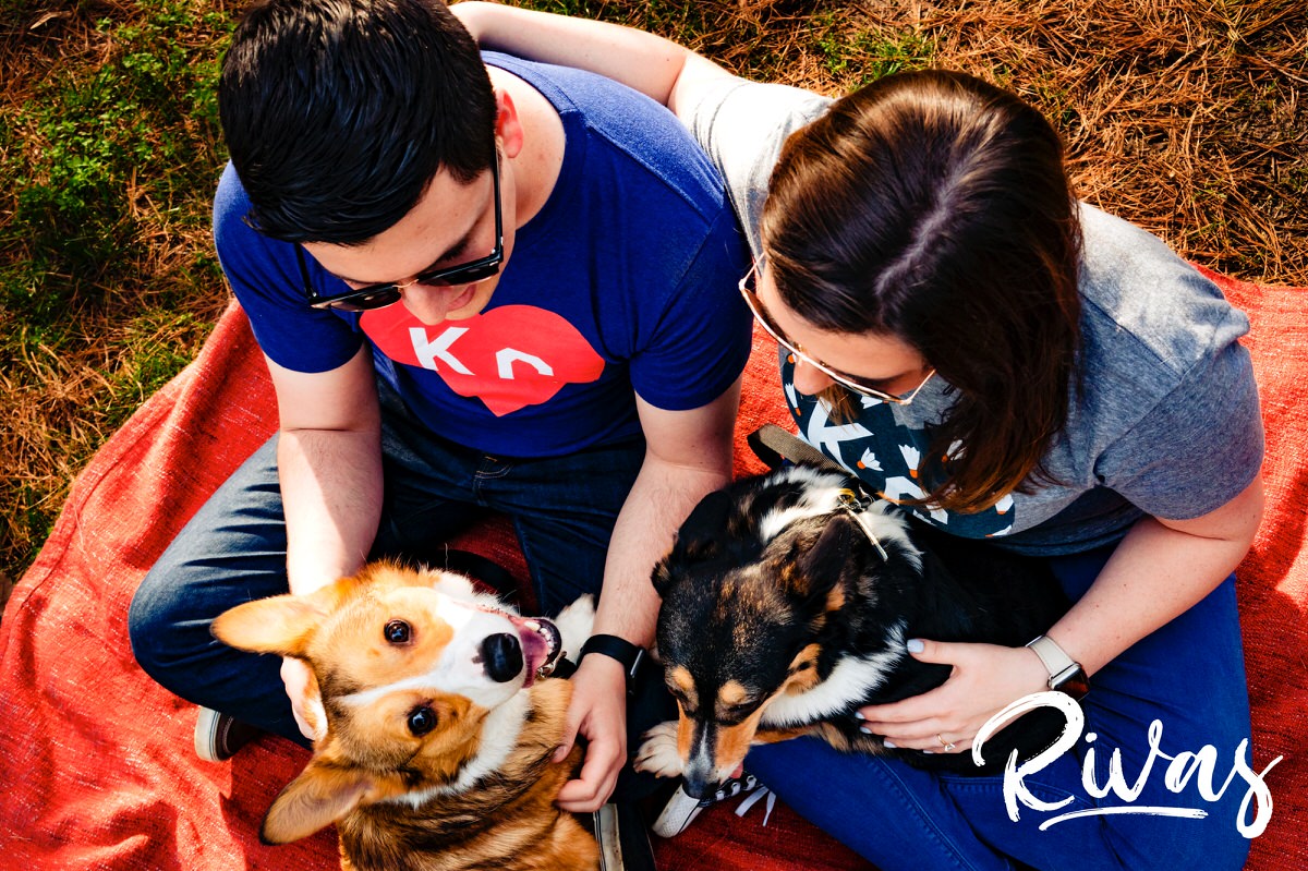A bright, vivid picture taken looking down at an engaged couple in colorful tee-shirts sits on a red blanket in Loose Park with their corgis during their engagement session in Kansas City. 