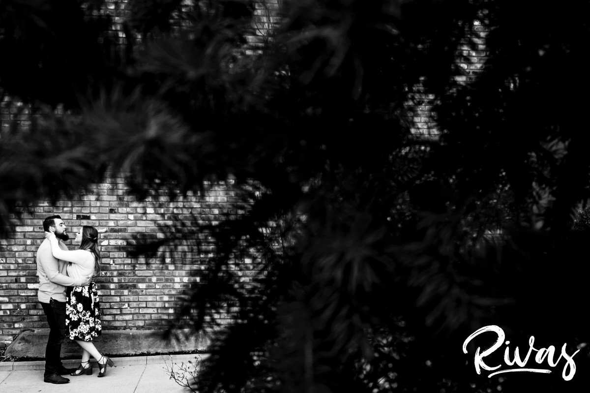 A dramatic black and white portrait taken through the branches of a pine tree of an engaged couple sharing an embrace and laughing together during their Kansas City engagement session. 