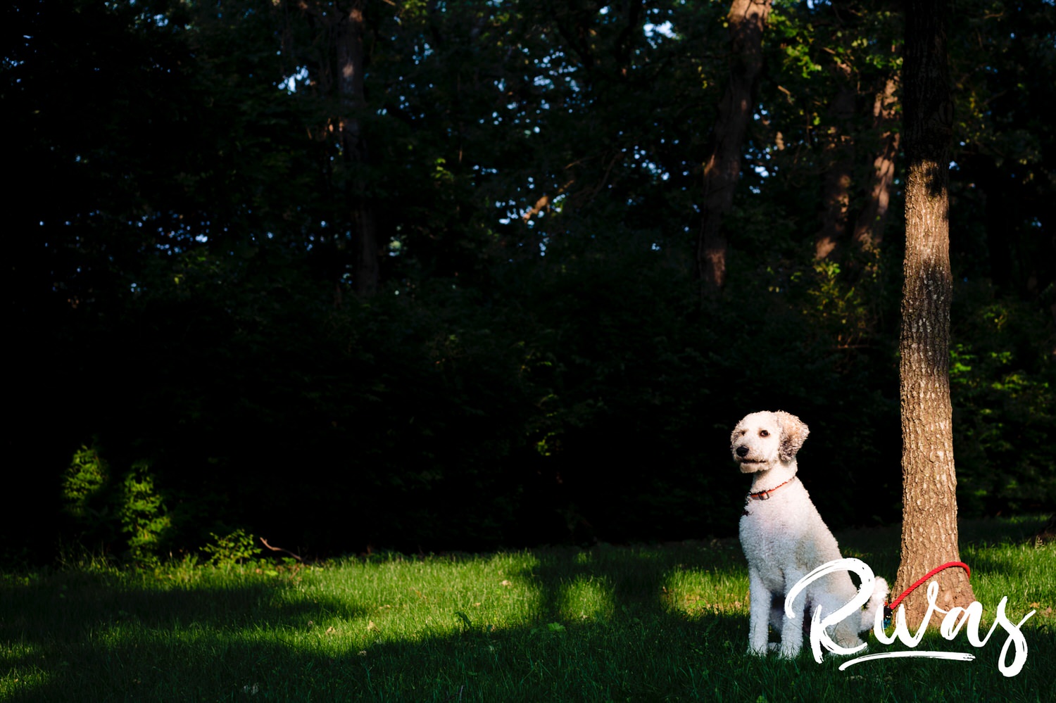 A colorful picture of a white poodle sitting in a splotch of sunlight during his owner's engagement session. 