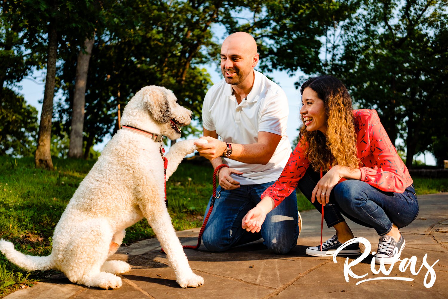 A bright, colorful picture of an engaged couple bending down to give their white poodle some love during their engagement session in Kansas City. 