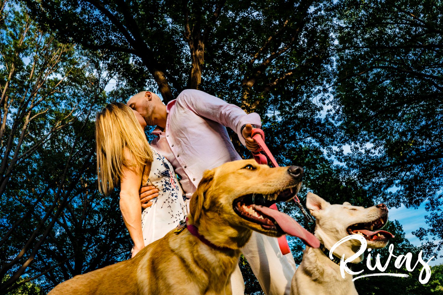 A vibrant portrait taken from the ground up of an engaged couple sharing a kiss with their dogs smiling and panting beside them during an engagement session at Loose Park. 
