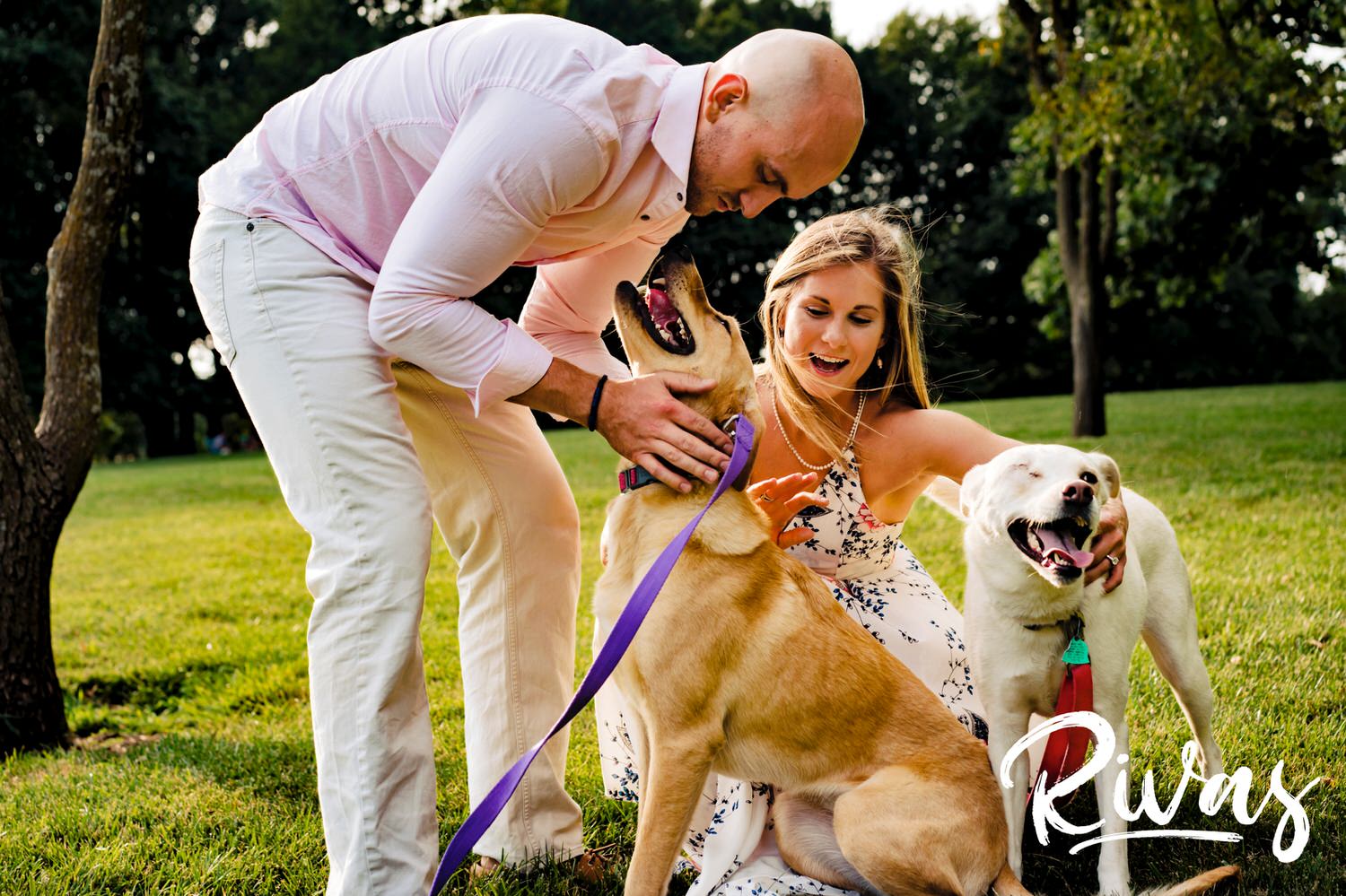 A colorful, candid picture of an engaged couple leaning down to play with their dogs during their enagement session at Loose Park in Kansas City. 