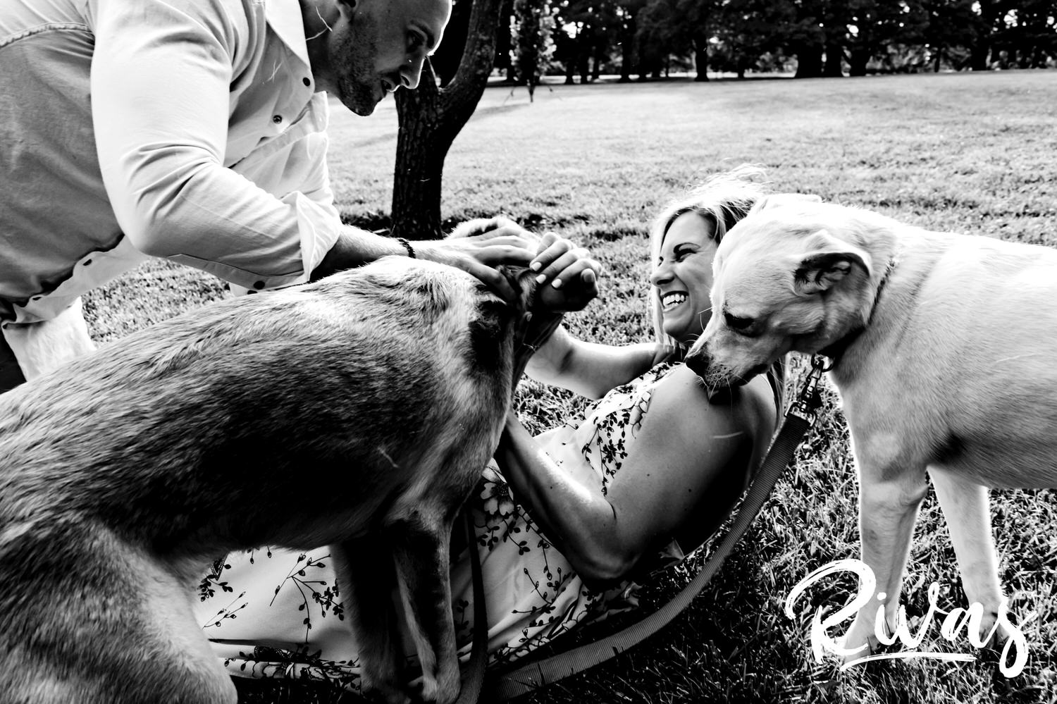 A candid black and white picture of an engaged couple playing with their dogs on the lawn at Loose park during their Kansas City Engagement Session. 