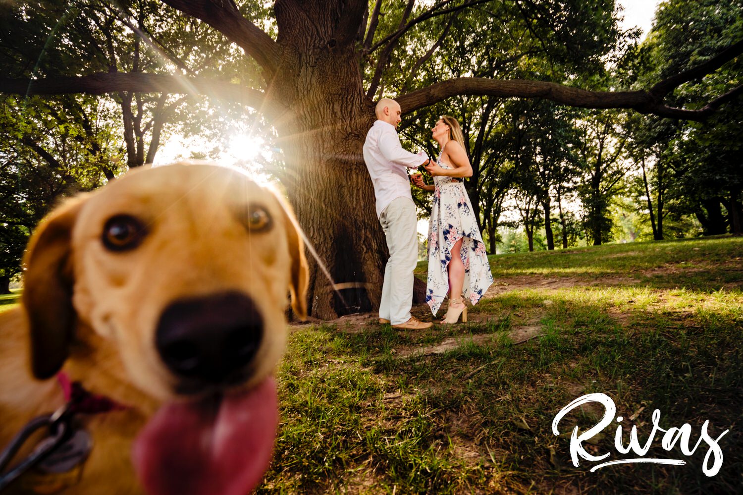 A silly , candid picture of a dog photo-bombing the camera very close up during a pretty portrait of an engaged couple at Loose Park. 