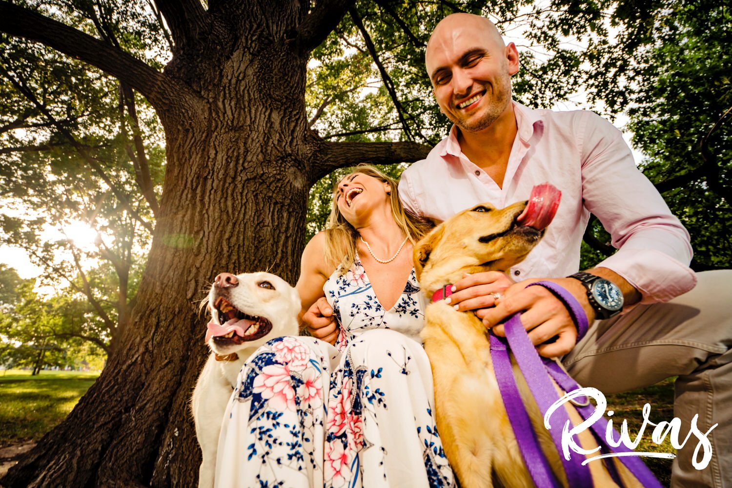 A warm, candid picture of an engaged couple kneeling down to play with their dogs during their engagement session in Kansas City at Loose Park. 