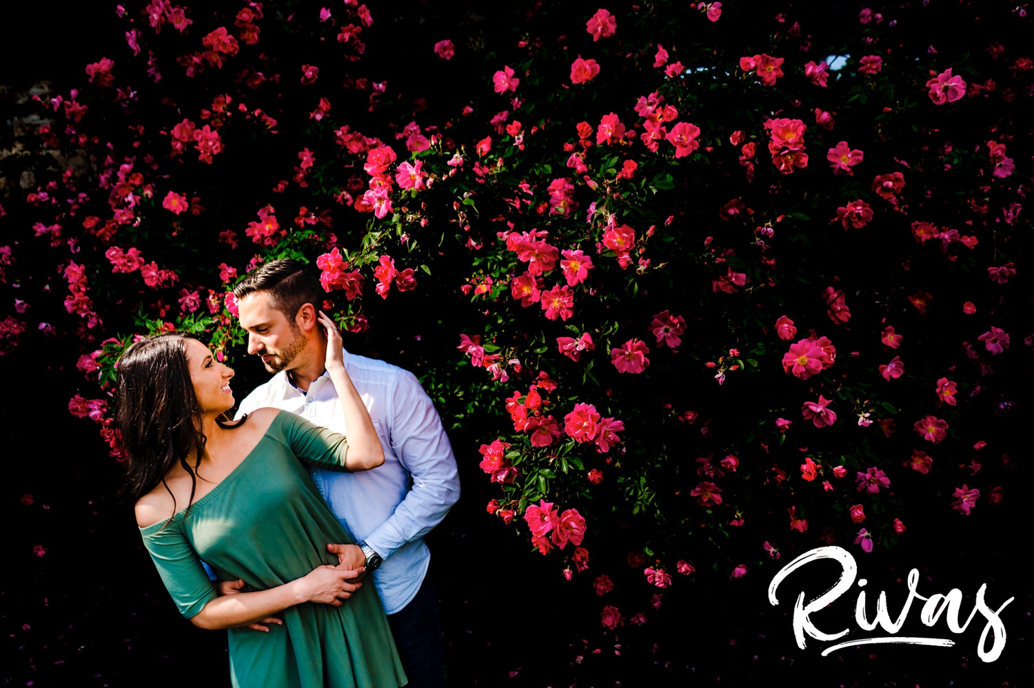 A vibrant picture of an engaged couple sharing an embrace and looking into each others arms as they stand in front of a giant hot pink rose bush in full bloom during their summer engagement session at Loose Park in KC.