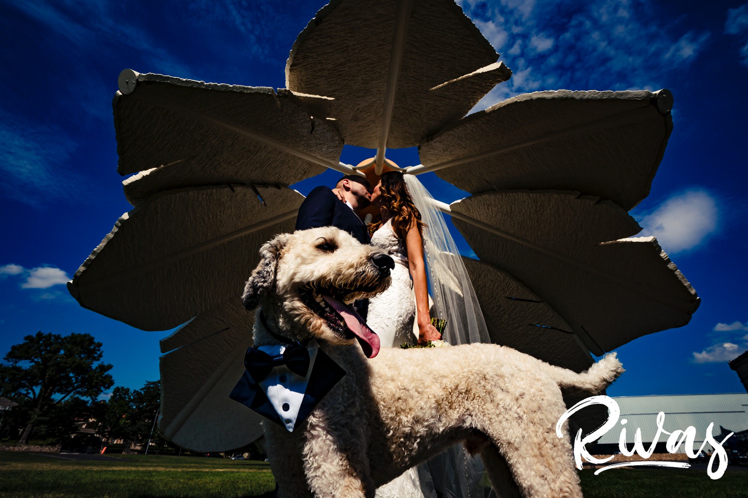 A portrait of a bride and groom sharing a kiss as their poodle looks on as they stand underneath a shuttlcock on the back lawn of the Nelson Atkins Museum of Art in Kansas City on their wedding day. 