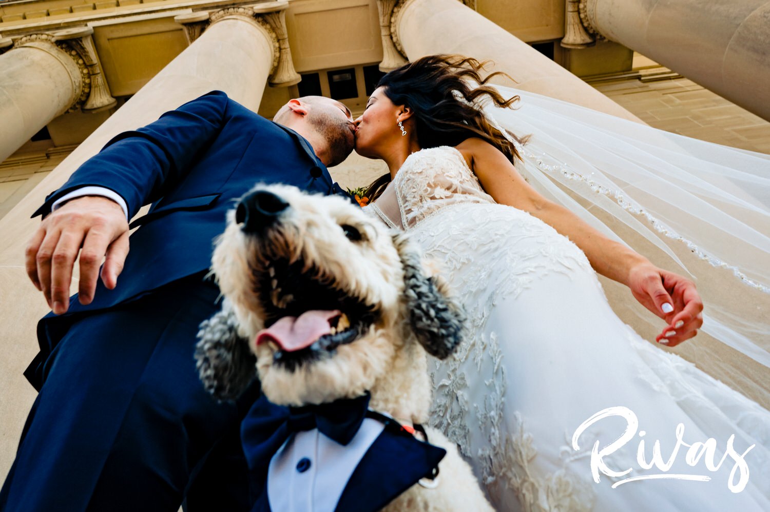 A candid picture taken from the ground up of a poodle in a bow tie smiling as his owners, the bride and groom, share a kiss standing in front of The Nelson Atkins Museum of Art on their Kansas City wedding day. 