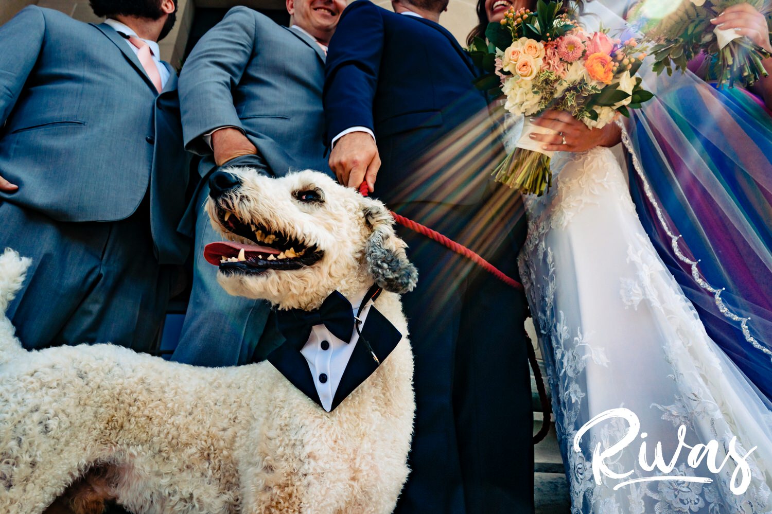 A candid, tight picture of a poodle in a bowtie standing by a wedding party with rays of sunshine beaming down on him. 