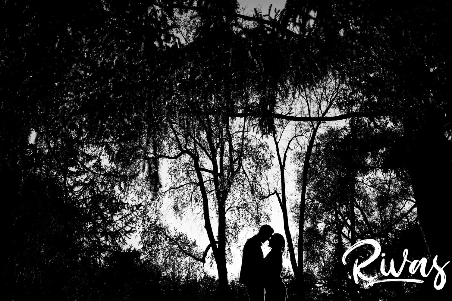 A bold black and white silhouetted picture of an engaged couple sharing an embrace underneath a canopy of giant evergreen tress as they have engagement pictures taken in Kansas City at Loose Park. 
