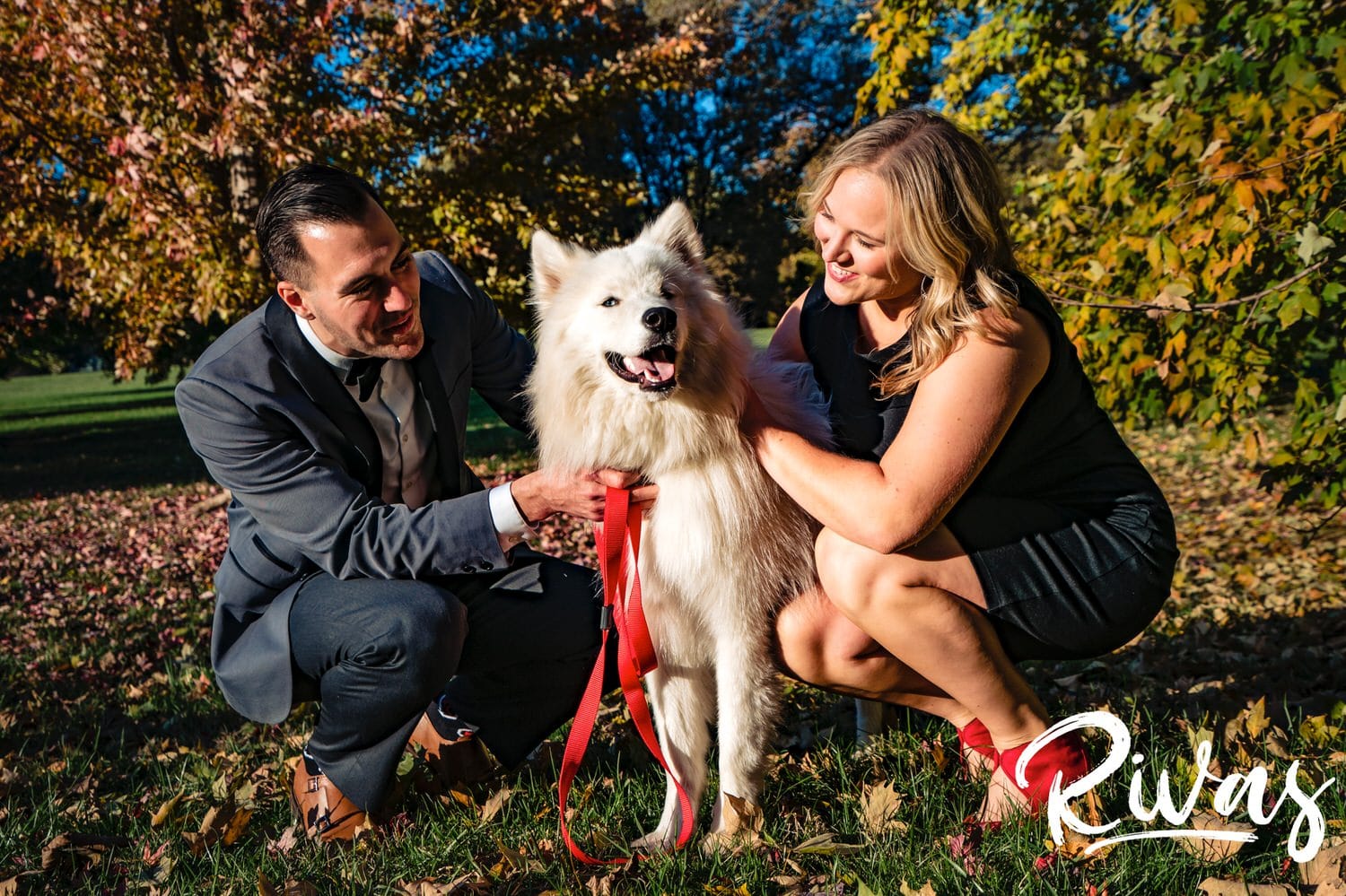 A candid picture of an engaged couple standing underneath a colorful yellow tree with their white dog as they share an embrace during their engagement session at Kansas City's Loose Park. 