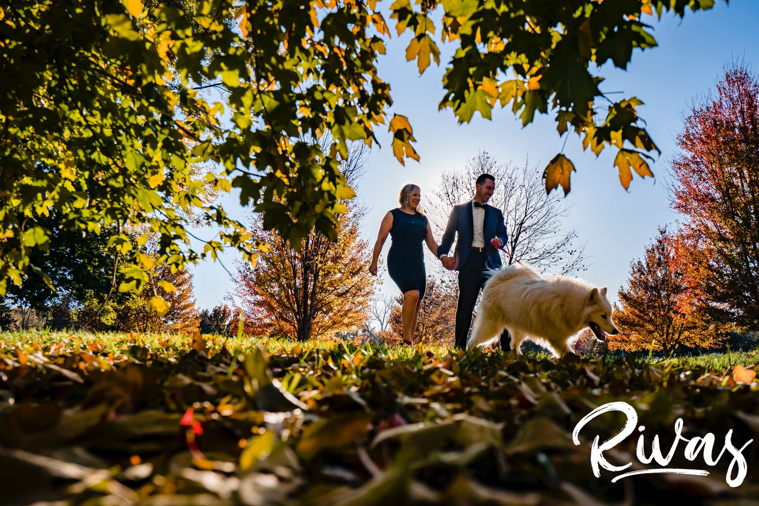 A candid picture taken from the ground looking up of an engaged couple in formalwear walking underneath a canopy of colorful leaves with their white dog during their fall engagement session at Kansas City's Loose Park. 