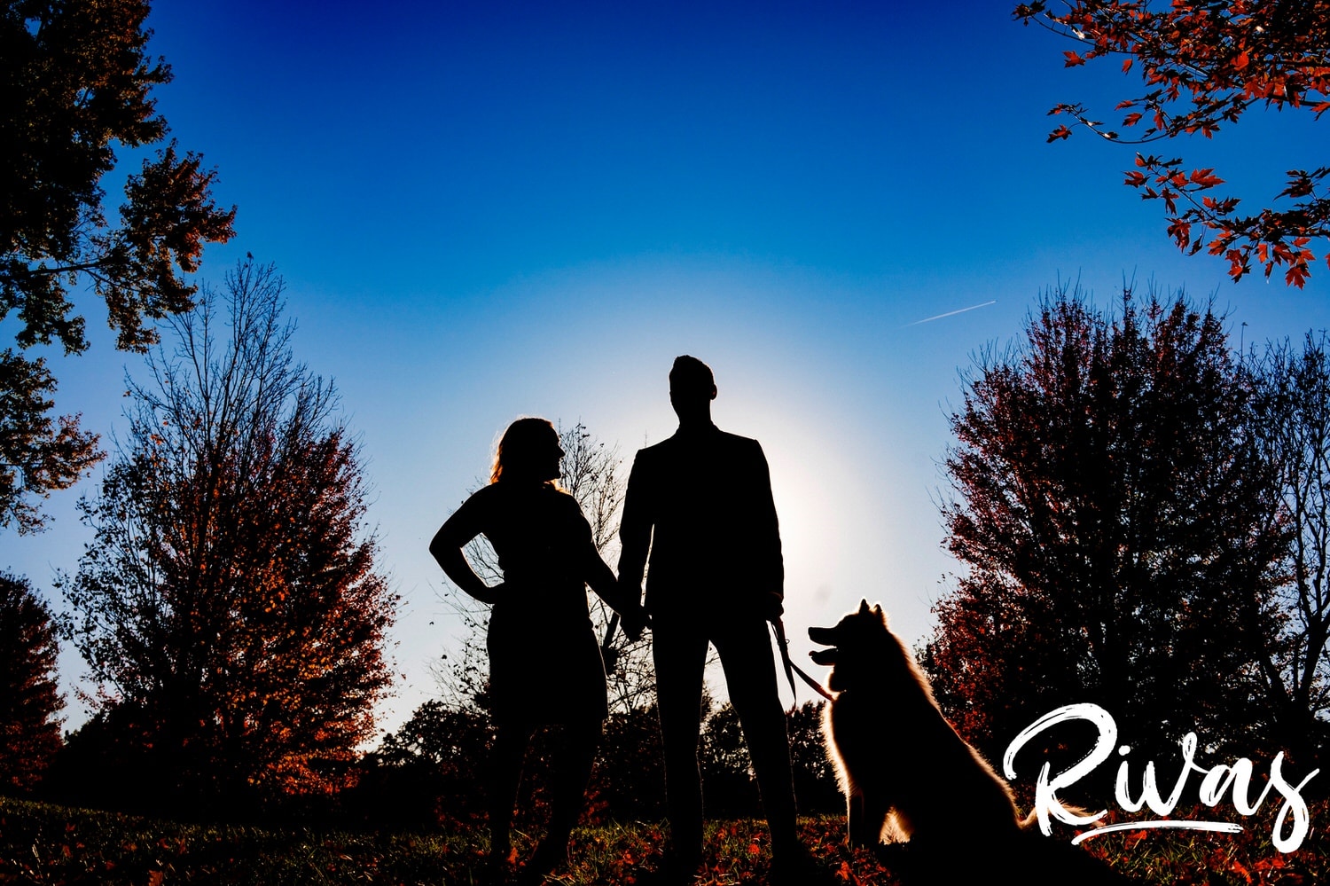 A bold, colorful, silhouetted image of an engaged couple standing slightly apart holding hands with their dog looking up at them, surrounded by vibrant red leaves with a bright blue sky behind them during their sunny, fall engagement session in Kansas City. 