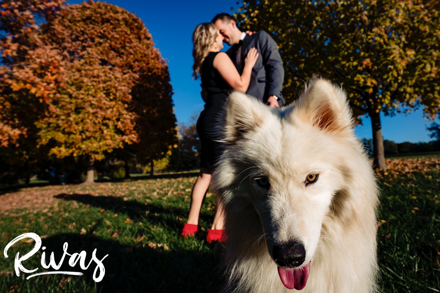 A colorful portrait of an engaged couple sharing a kiss as their white dog looks directly into the camera during their fall engagement session in Loose Park. 