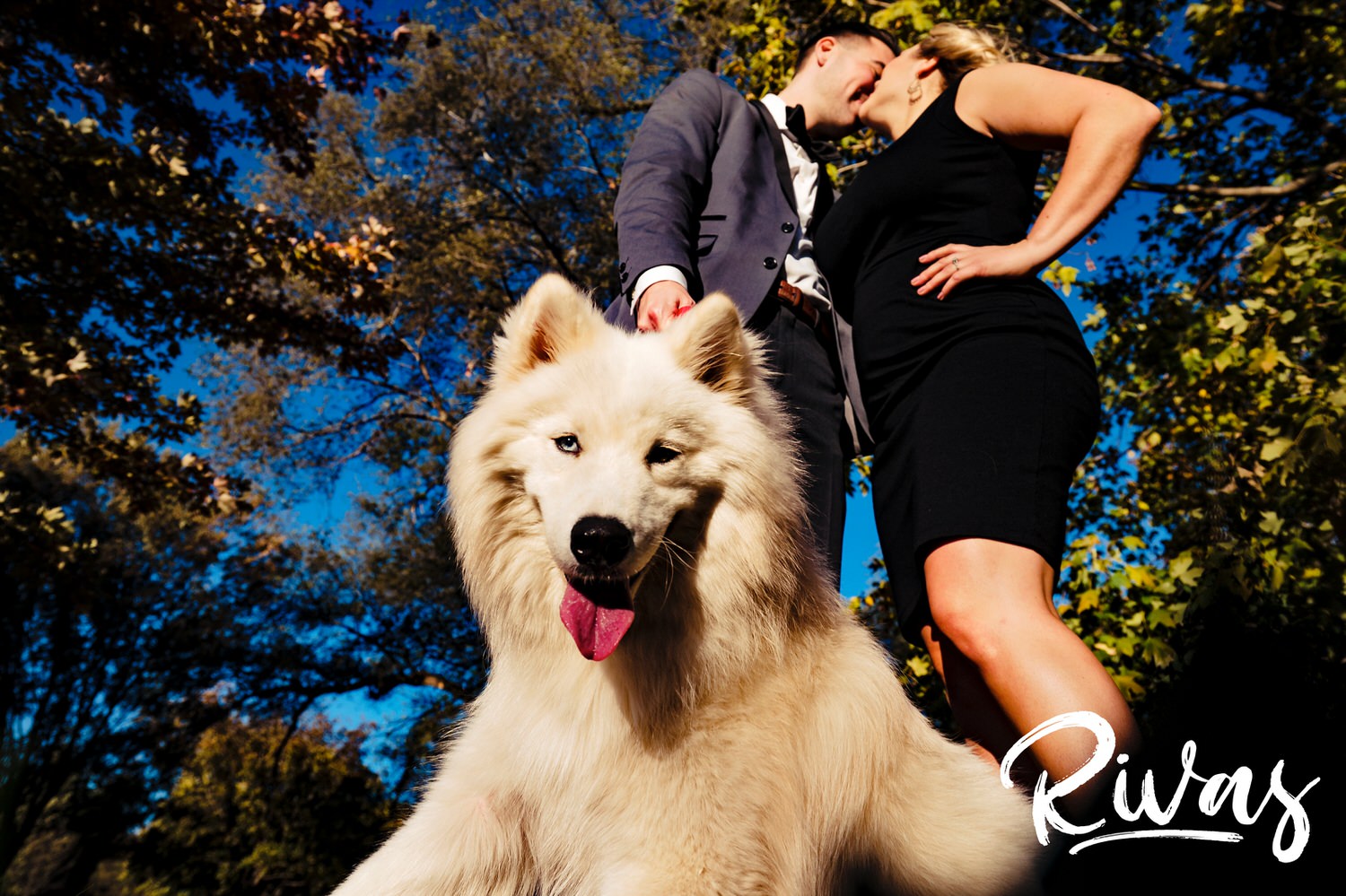 A colorful, candid picture of an engaged couple sharing a kiss as their giant white dog sits in front of them smiling at the camera during their fall engagement session at Kansas City's Loose Park. 