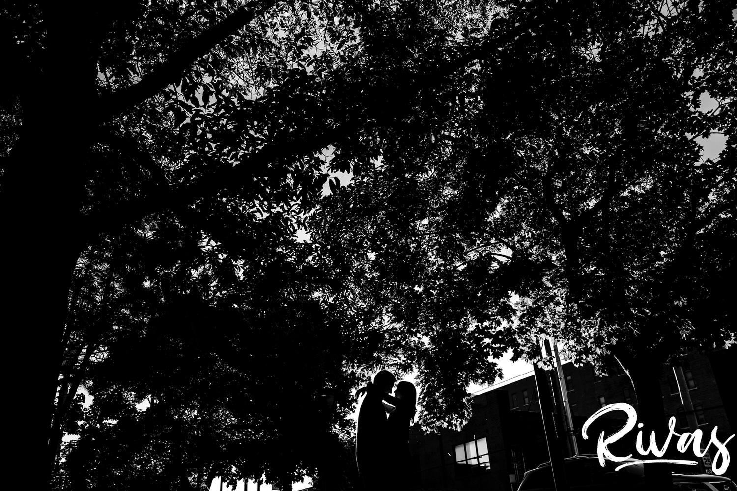 A bold, black and white, abstract picture of the silhouette of an engaged couple sharing an embrace against an overwhelming arch of trees in the park in Kansas City's City Market. 