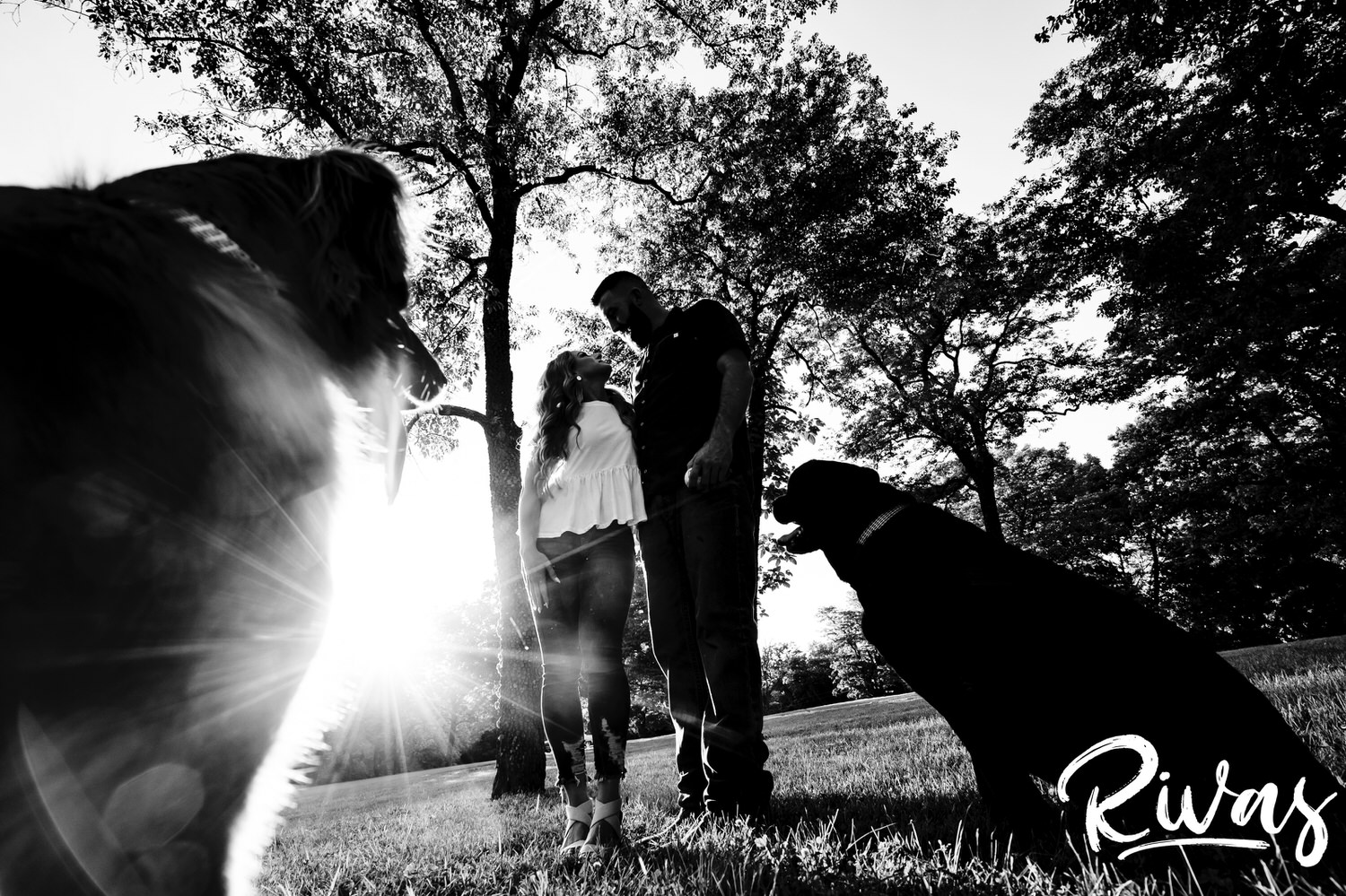 A colorful, candid picture of a golden retriever and black lab chasing a tennis ball as their owners, an engaged couple, share a kiss in the background of the image. 