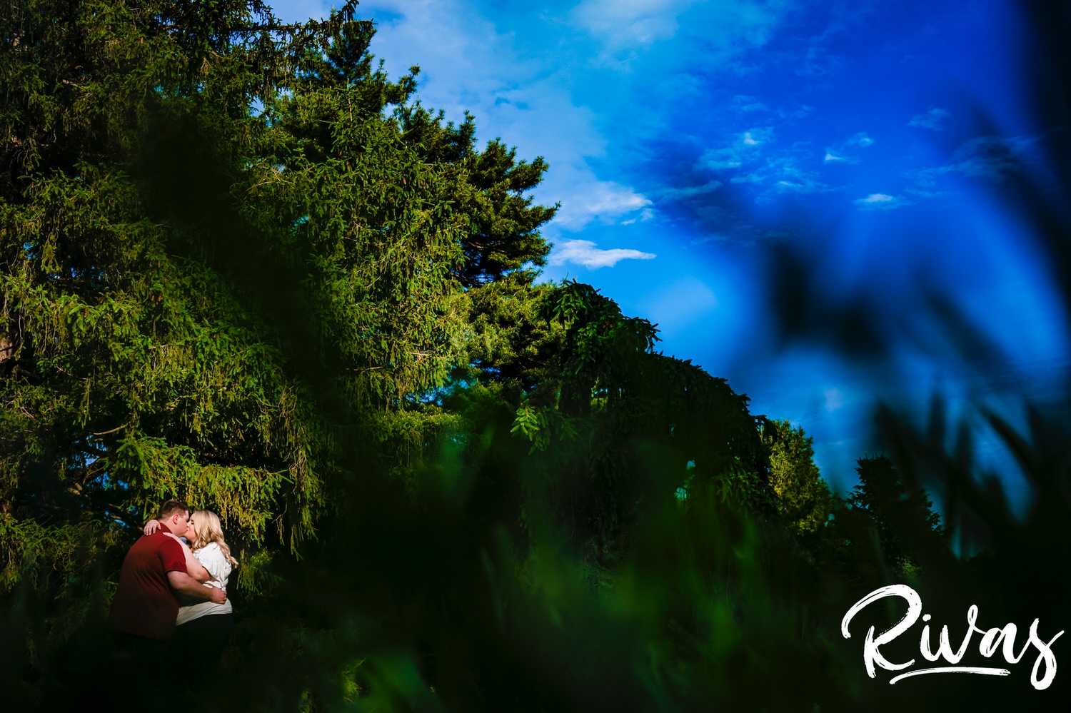 A vibrant, wide photo of an engaged couple taken from the ground looking up of an engaged couple sharing a kiss in front of a copse of trees during their engagement photography session at Kansas City's Loose Park. 