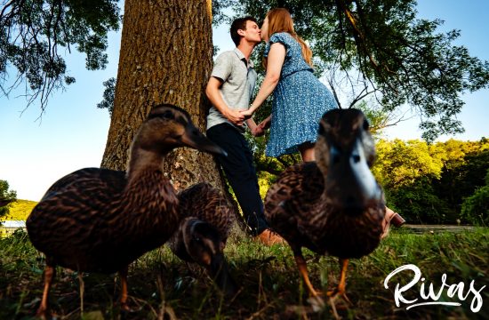 A colorful, candid picture of an engaged couple leaning in to share a kiss underneath a tree as a family of ducks walks in front of them directly towards the camera.