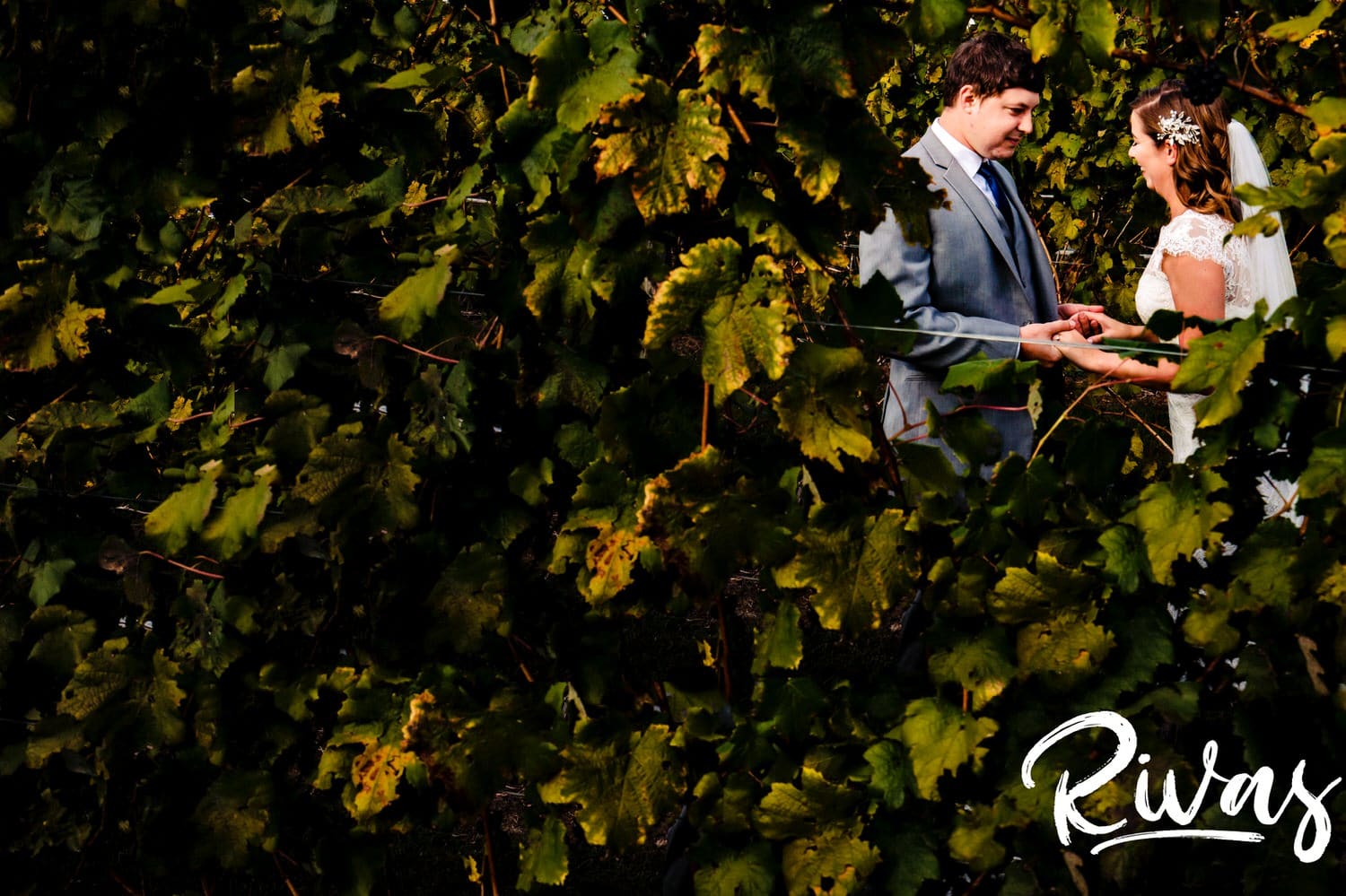 A colorful picture taken through a row of grape leaves of a bride and groom sharing an embrace during their first look on their fall afternoon wedding day at The Barns at Hamilton Station Vineyard. 