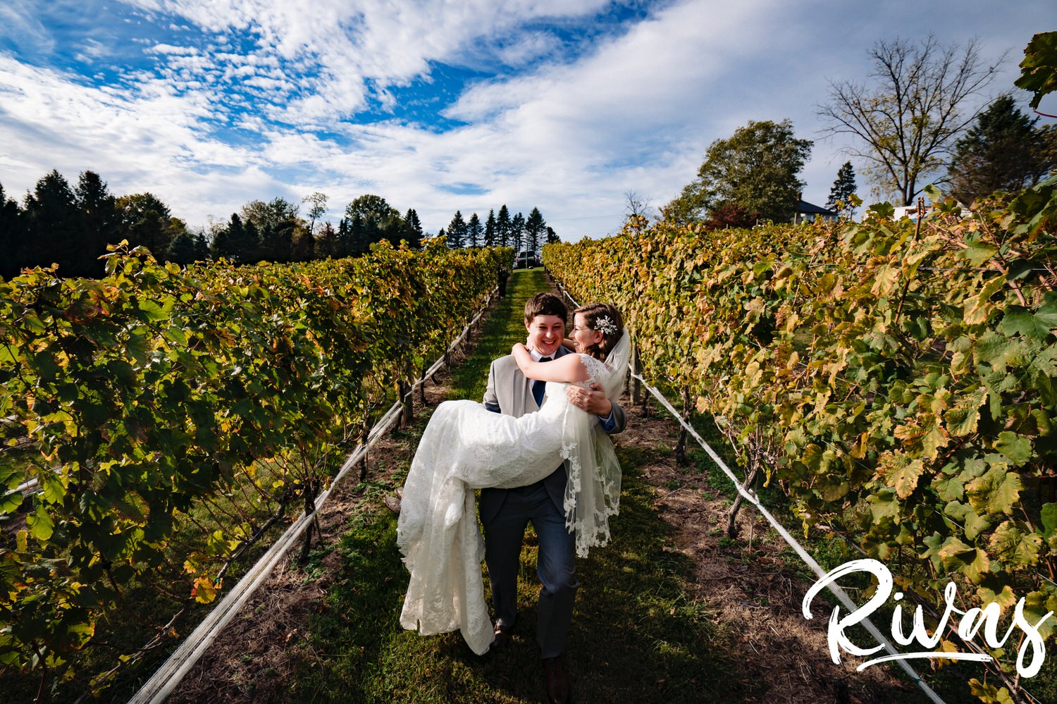 A colorful, candid picture of a groom in a gray suit carrying his bride down the center of a vineyard on their fall wedding day at the Barns at Hamilton Station Vineyards. 