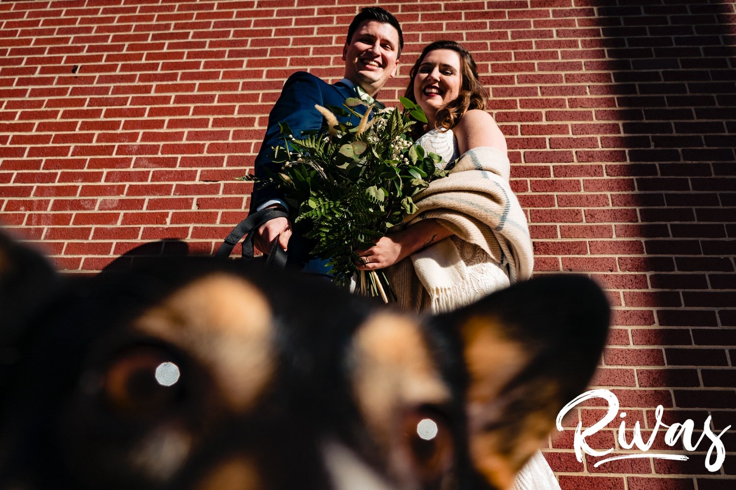 A close-up, candid picture of a black and brown corgi looking directly into the camera lens as his owners laugh and share an embrace behind them on the afternoon of their fall wedding day in Kansas City. 