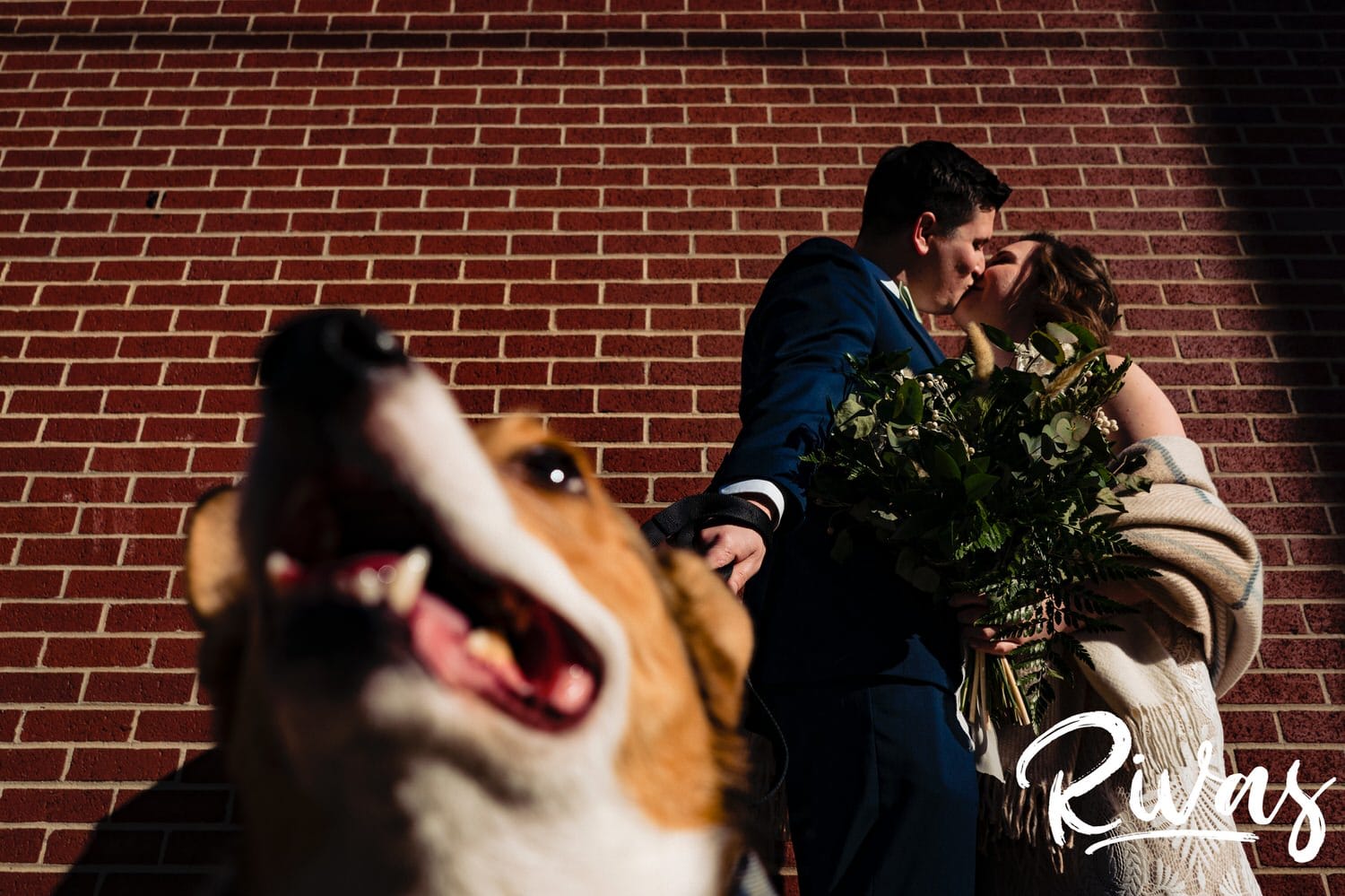 A close-up, candid picture of a black and brown corgi looking directly into the camera lens as his owners laugh and share an embrace behind them on the afternoon of their fall wedding day in Kansas City. 