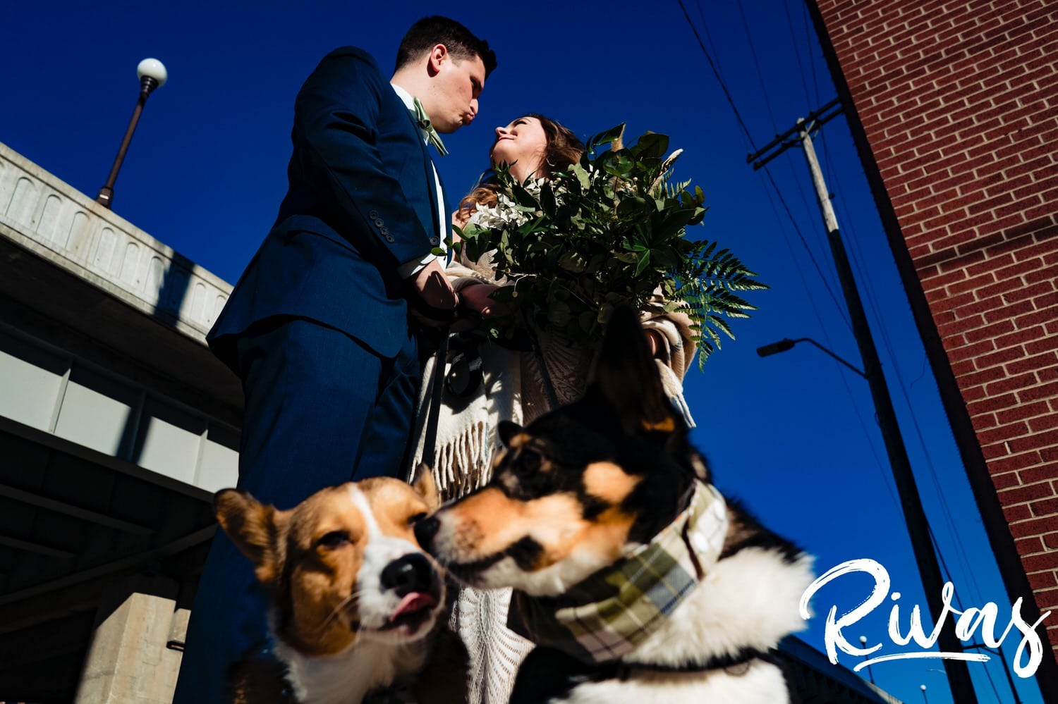 A candid picture taken from the ground looking up of a corgi licking his sister while above them a groom makes duck lips at his bride on the afternoon of their fall wedding day in Kansas City. 