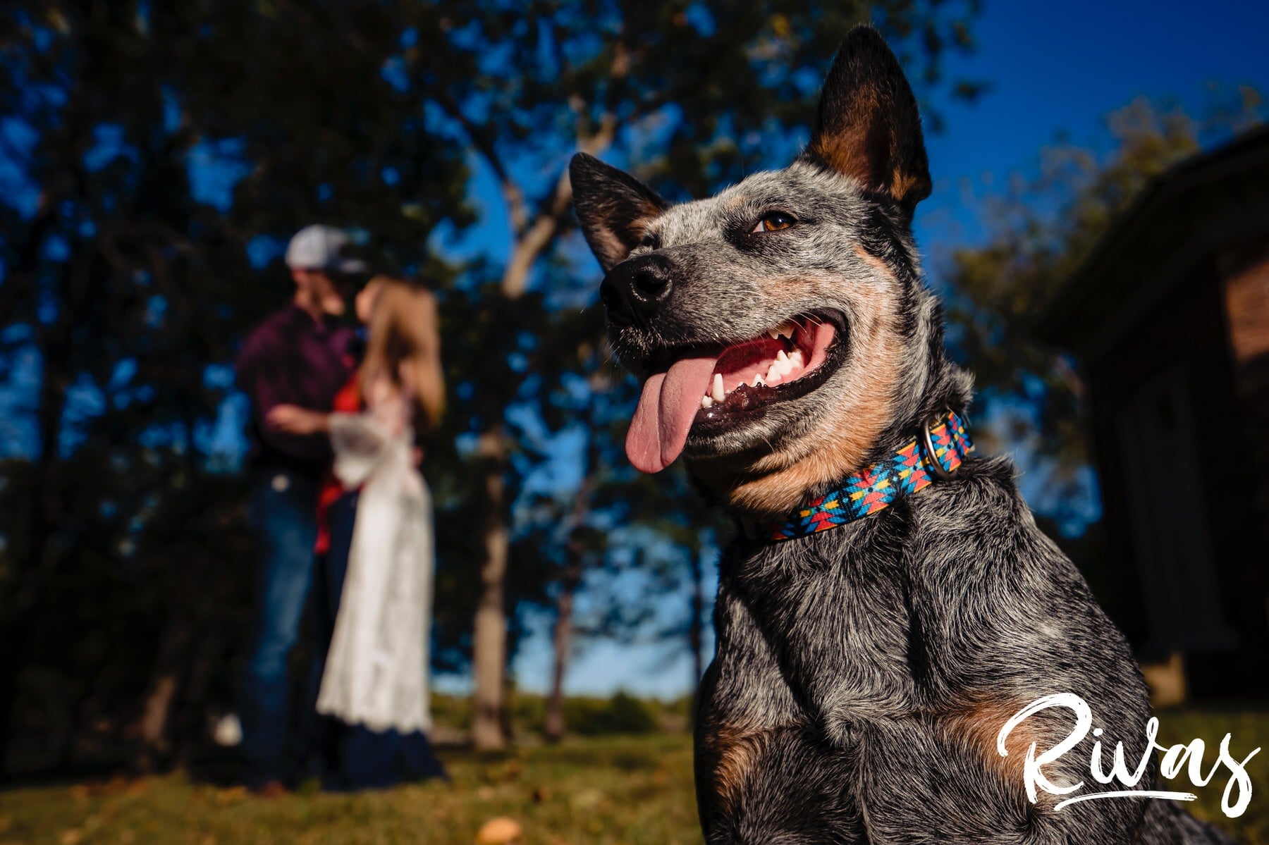 A bright, vibrant picture of a smiling blue heeler right by the camera with her owners visible, sharing a kiss in the background during a rustic fall engagement session at Watkins Mill. 