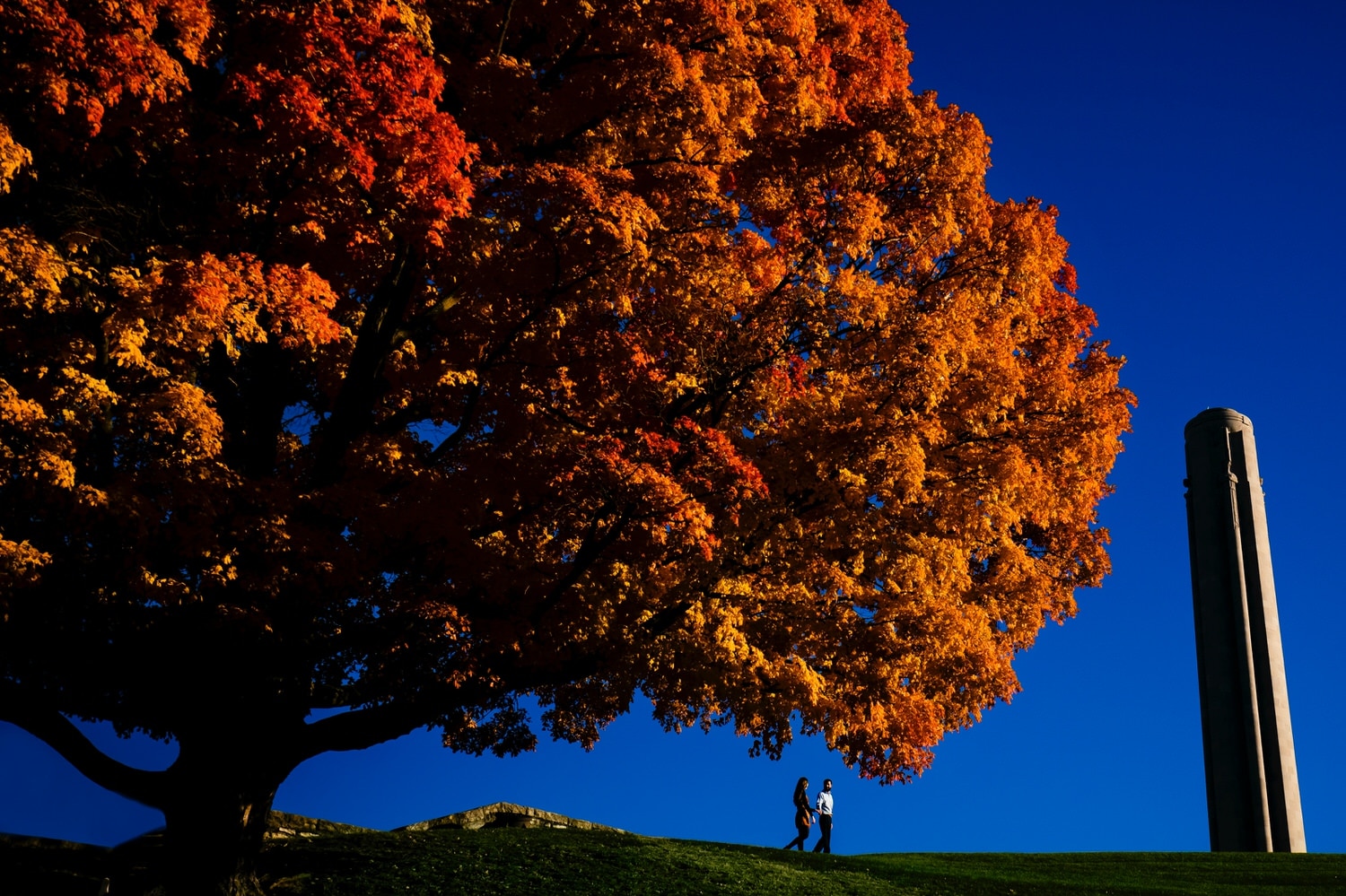 A vibrant picture, taken from a distance, of a vibrant orange tree at the base of Liberty Memorial Park, with a couple holding hands and walking across a hilltop underneath the tree, the pipe of Liberty Memorial visible in the background during a colorful fall engagement session in Kansas City. 