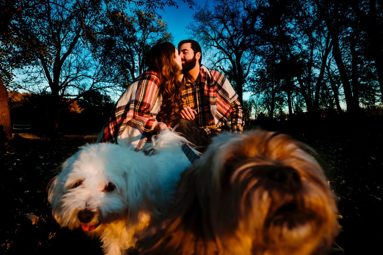 A colorful picture of an engaged couple wrapped up in a plaid blanket sharing a kiss as their two small dogs run towards the camera lens during a colorful fall engagement session in Kansas City. 