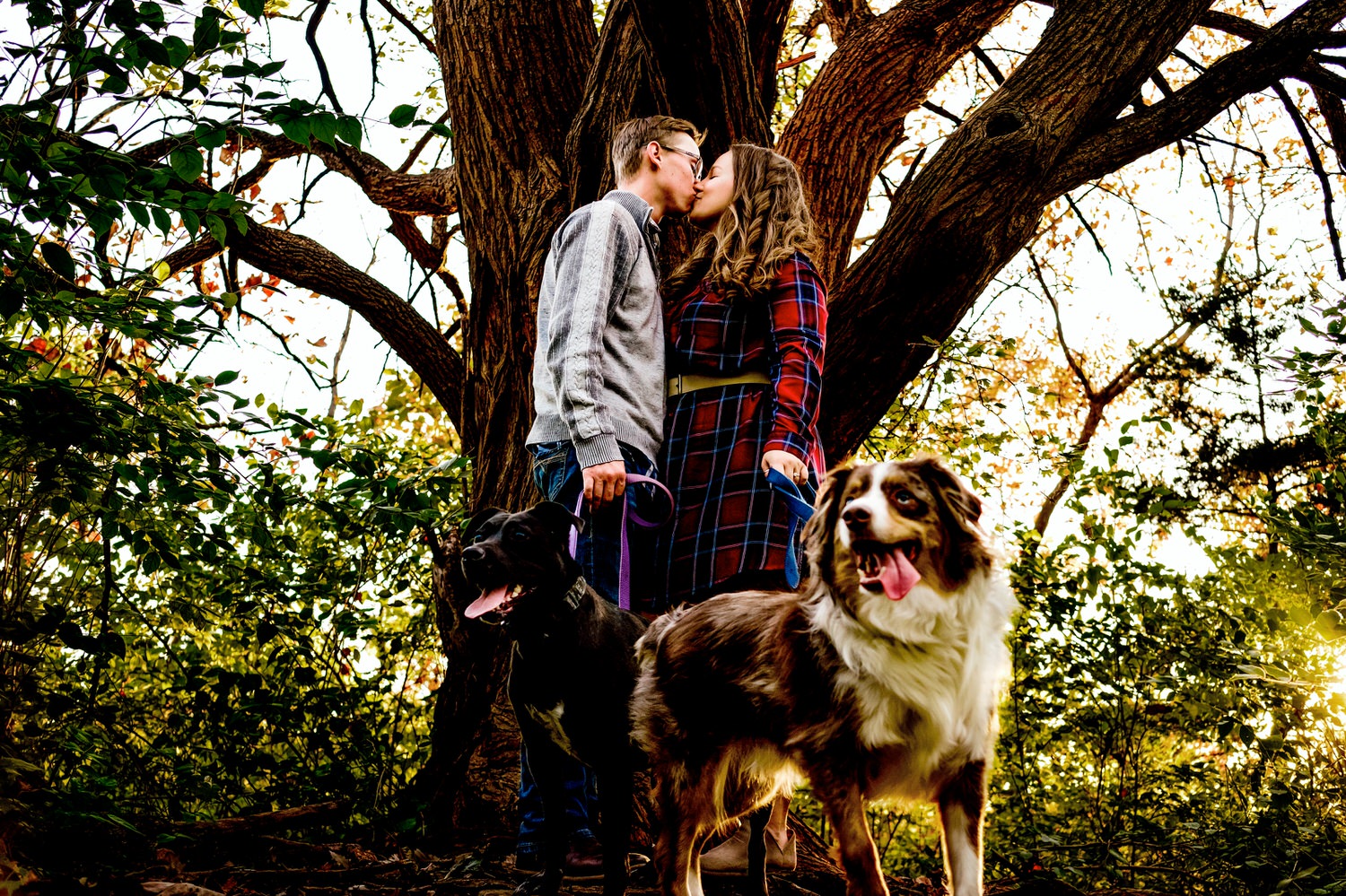 A colorful portrait of an engaged couple in fall clothes standing underneath a giant tree with sprawling branches sharing a kiss as their dogs, a black lab and Australian shepherd, look at the camera with their tongues hanging out during a KC Fall engagement session. 