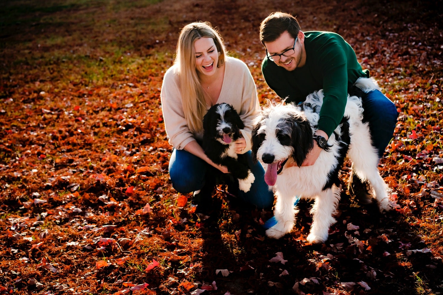 A very vibrant, close picture of an engaged couple in fall sweaters bending down and petting and scratching their black and white Bernadoodle puppies against a floor of orange and red leaves during their SMP Fall Engagement Session. 