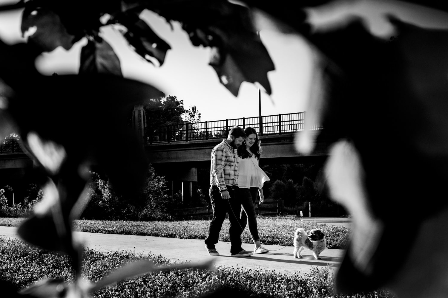 A candid black and white picture of an engaged couple holding hands as they walk their dog during their Kansas City engagement session. 