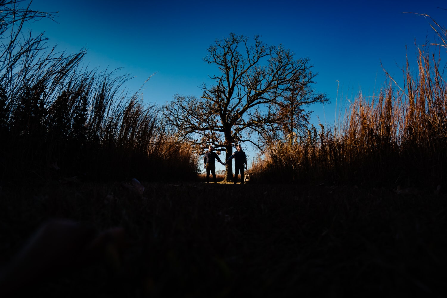 A wide picture of an engaged couple holding hands and snuggling in to each other as they stand in a field of golden wild grass, under a canopy of naked tree branches during a fall engagement session. 