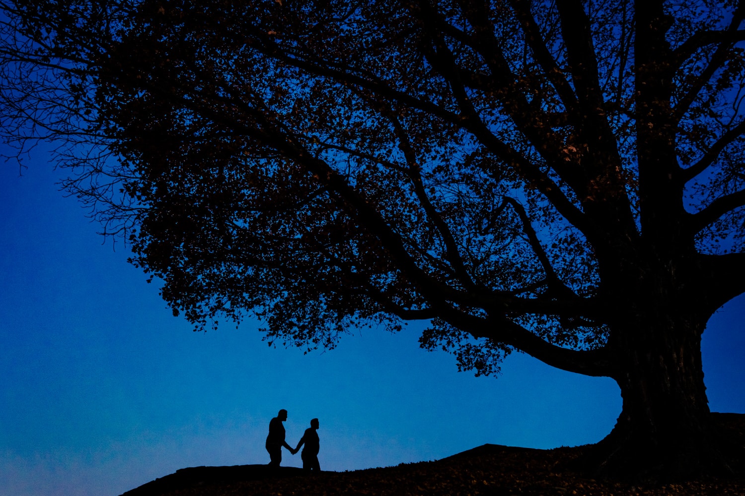 The silhouette of an engaged couple holding hands as they walk underneath a giant tree during a fall engagement session in Kansas City. 