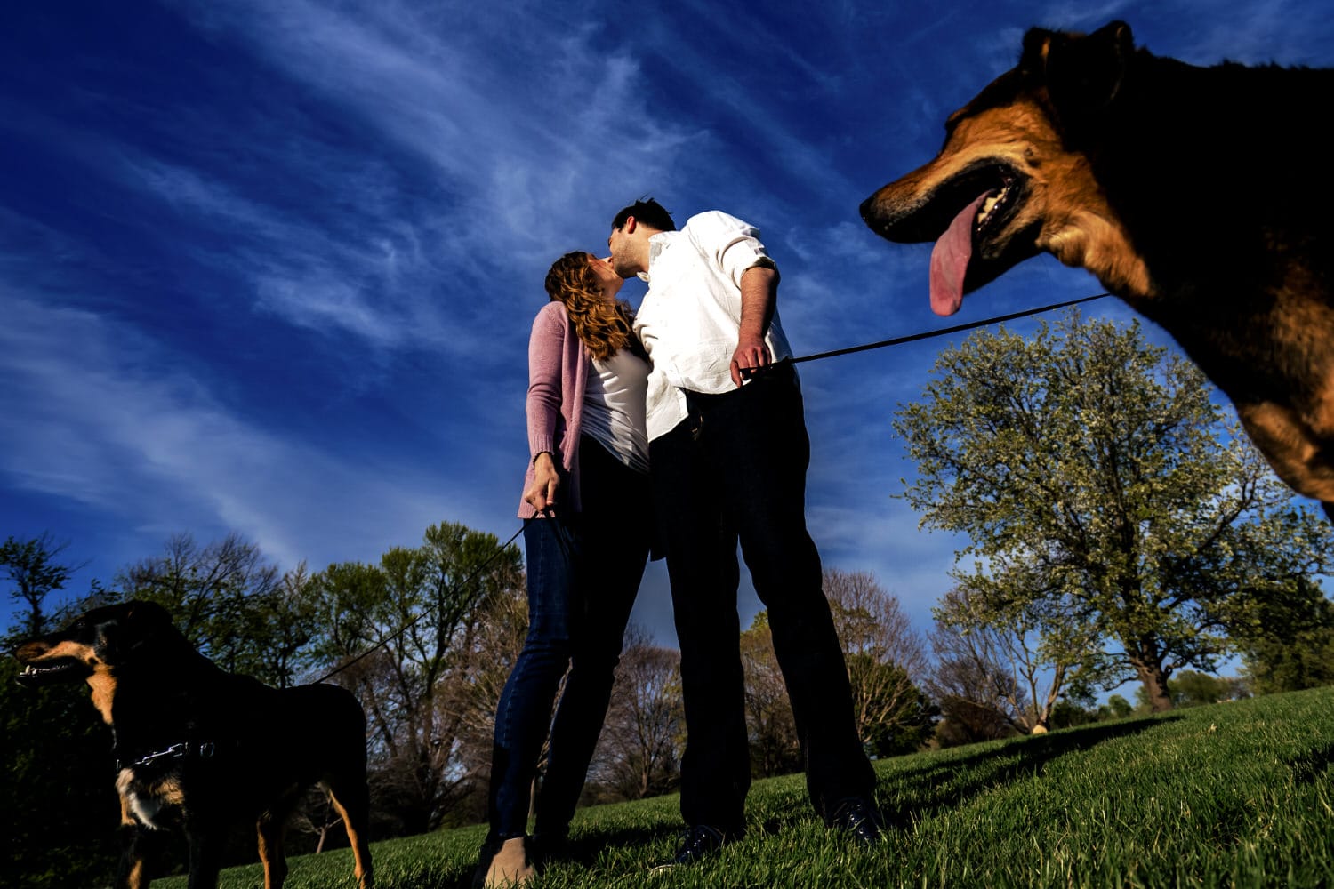 A colorful, candid picture of an engaged couple leaning in to share a kiss as their dogs on leashes look off into the distance during a Loose Park Spring Engagement session in Kansas City. 