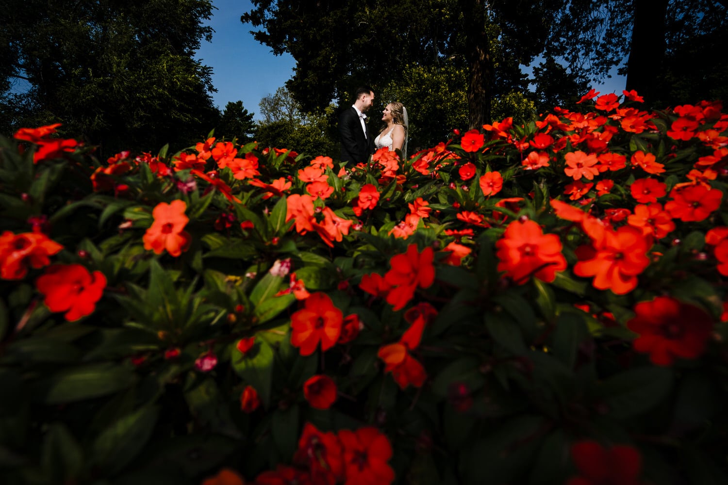 A colorful picture taken looking through a bed of red petunias of a bride and groom smiling together on their fall wedding day at Lake Quivira Country Club in Kansas City. 