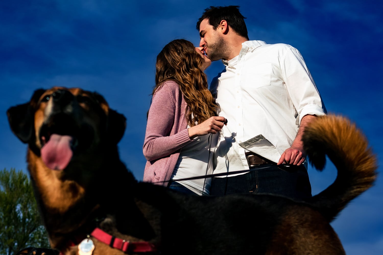 A colorful, candid picture of two dogs leaning in to the camera as their owners hold hands and laugh together behind them during a spring engagement session at Loose Park in Kansas City. 