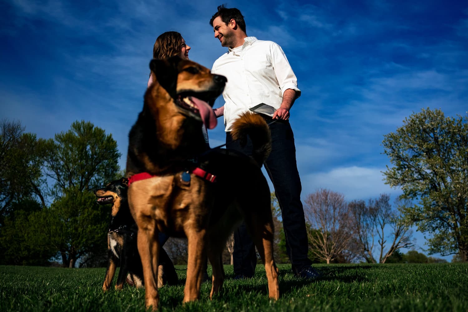 A colorful, candid picture of two dogs leaning in to the camera as their owners hold hands and laugh together behind them during a spring engagement session at Loose Park in Kansas City. 