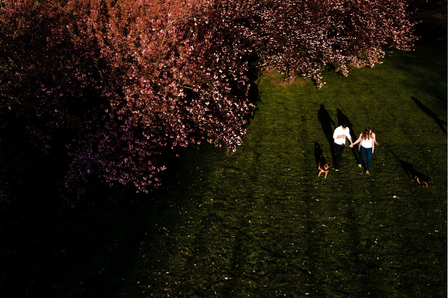 A colorful drone photo taken from above of an engaged couple leaning in to share a kiss during their engagement session in Kansas City. 