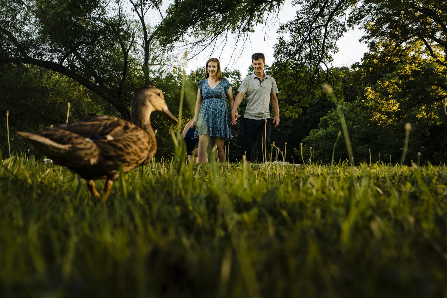 A candid picture of an engaged couple walking across a grass as a duck walks in front of them during their spring engagement session in Kansas City. 