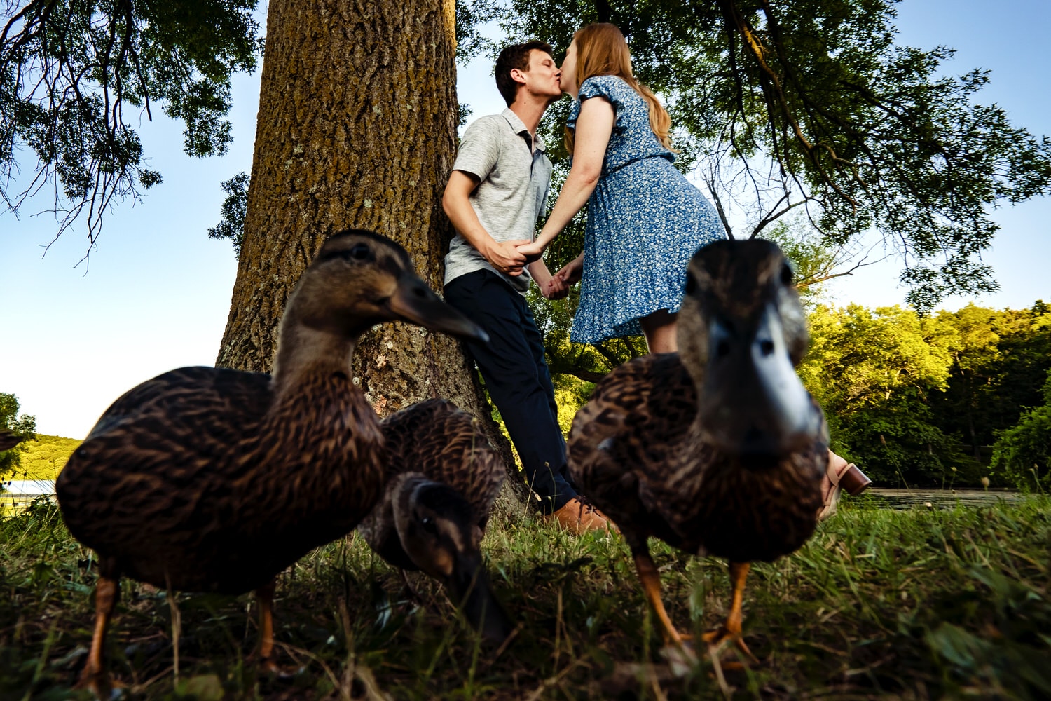 A candid picture of an engaged couple sharing a kiss as a group of ducks walk towards the camera. 
