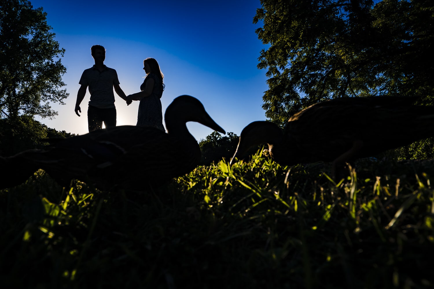 A colorful, silhouetted picture of an engaged couple holding hands and a pair of ducks pecking at the grass in front of them. 