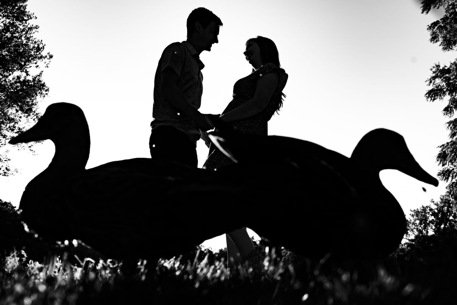 A colorful, silhouetted picture of an engaged couple holding hands and a pair of ducks pecking at the grass in front of them. 