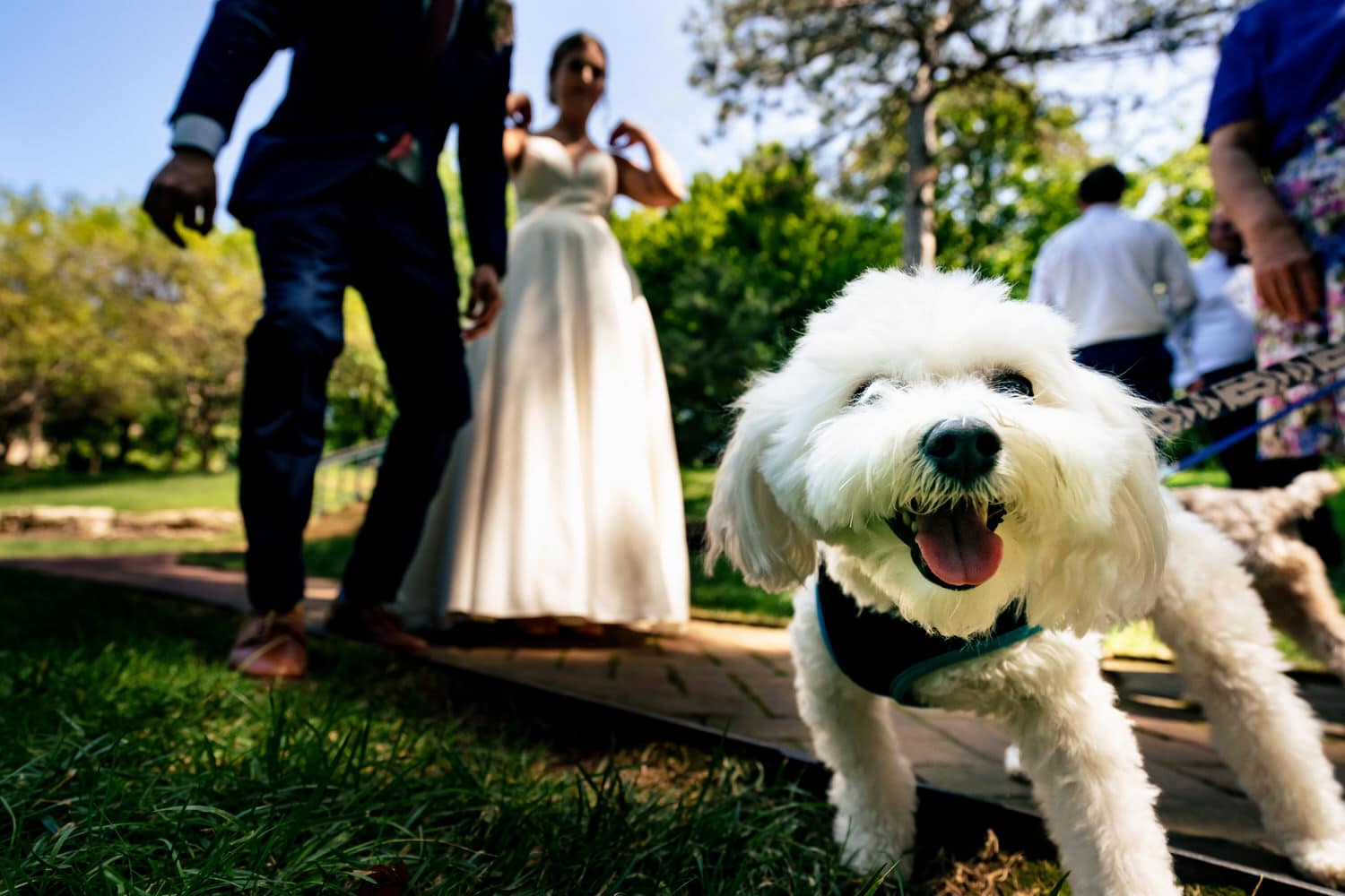 A colorful, candid picture of a tiny white dog walking towards the camera, a bride and groom visible in the background. 