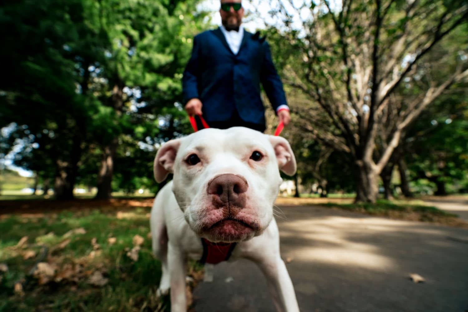 A candid, up-close picture of a white pit bull leaning into the camera, her owner visible behind her. 