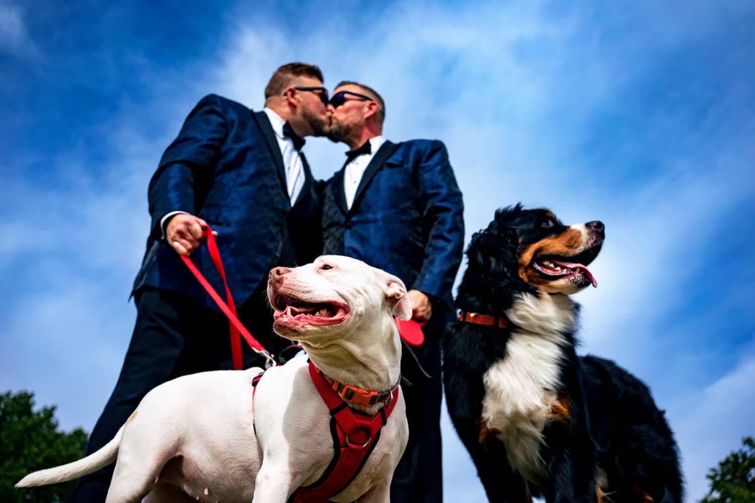 A colorful picture of two grooms in navy tuxedos leaning in to share a kiss as their white pit bull and bernese mountain dog look off in opposite directions of the camera. 